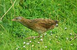 Brown bird with gray face and red legs facing left whilst walking amidst short flowering grasses toward a thicker patch of rough grasses