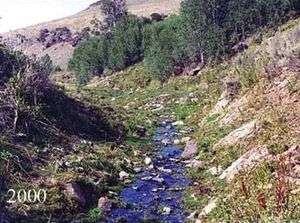 The same stream bank lined with short grasses, with more aspen trees in the background