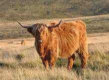 A Highland cow on Dartmoor in England