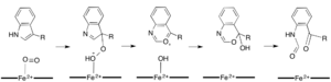 Criegee Rearrangement