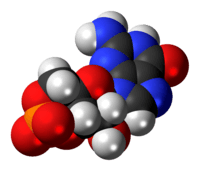 Space-filling model of the cyclic guanosine monophosphate anion