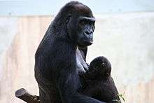 mother gorilla, facing right, holding infant gorilla in lap