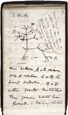 A page of hand-written notes, with a sketch of branching lines.