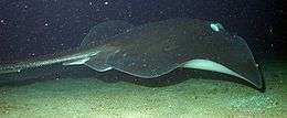 Side view of a dark brown stingray swimming over a sandy flat