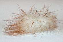 Fluffy down feather on white background