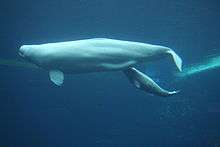 Underwater photo of calf swimming slightly below and behind its mother