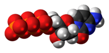 Space-filling model of the deoxycytidine triphosphate molecule as an anion (4- charge)