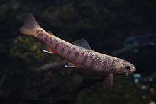 Photo of young Dolly Varden trout at Sunpiazza aquarium in Sapporo, Hokkaido Prefecture, Japan