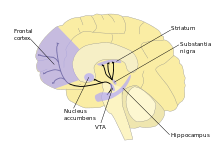 Diagram illustrating dopamine pathways, and brain areas involved.