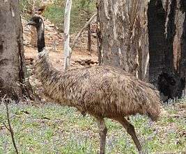 An Emu