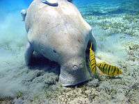 A gray dugong bottom feeding, with plumes of sand trailing from it mouth. It is resting its hands on the ground. There are small sprouts seagrasses littered on the ground, and yellow fish with black stripes hovering around its snout. The snout has two large nostrils, and the mouth is on the ground.