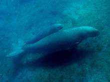 A dugong mother with a calf half its size travelling just above the seabed