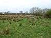 Duston Mill Meadow