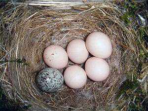  Nest made of straw with five white eggs and one grey speckled egg