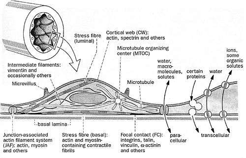 Vascular endothelium