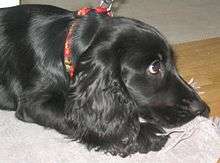 "A solid black English Cocker Spaniel lies on a towel on the floor looking off to the right. It is wearing a predominantly red, but multi colored collar."