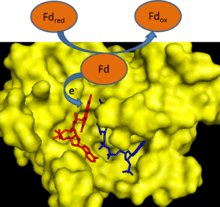 Cartoon depicting ferredoxin transferring an electron to FNR.