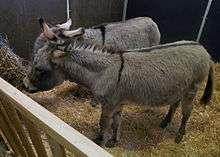 small grey donkeys in a pen