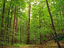 Grove of tall deciduous forest trees