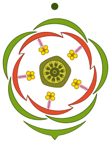 floral diagram of Anagallis arvensis