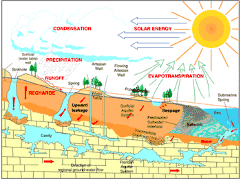 Cross section illustration of the hydrologic cycle in Florida, including the Floridan aquifer and formation of springs and sinkholes