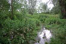 Stevington Marsh