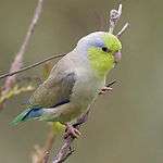 A white parrot with beige and blue-tipped wings, a green tail, a yellow-green face and forehead, and a violet nape