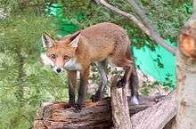 A red fox walking along a fallen tree