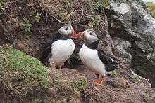 Pair outside burrow