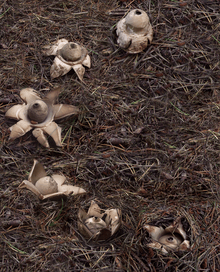 Six star-shaped fungi arranged in a semicircle on the ground. The bottom fungus is partially buried, and the rays of its "star" are not yet fully opened. Moving counterclockwise around the semicircle, the rays are more opened, and in the top two example, are curved downwards so as to raise the level of the circular sac above the level of the ground.