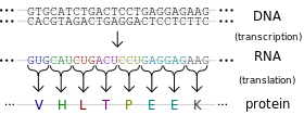 Central dogma depicting transcription from DNA code to RNA code to the proteins in the second step covering the production of protein.