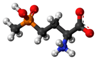 Ball-and-stick model of the glufosinate zwitterion