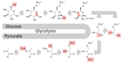 Schematic diagram of the glycolytic metabolic pathway starting with glucose and ending with pyruvate via several intermediate chemicals. Each step in the pathway is catalyzed by a unique enzyme.