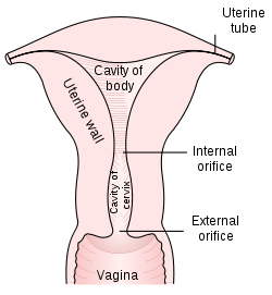 Diagram of the uterus and part of the vagina.