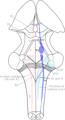 Diagram of the brainstem