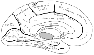 Cerebellum