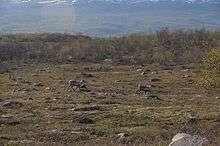 Reindeers in front of herbivore exclosures. The vegetation is higher within the fences than outside, showing herbivory pressure. The vegetation is higher within the second fence that excludes both large and smaller herbivores (rodents) underlining the pressure brought by different herbivores.