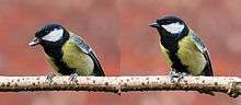  Male great tit on branch with sunflower seed