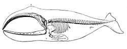 Drawing of long backbone, 13 ribs (two vestigial) large, curved upper and lower jawbones that occupy 1/3 of the body, 4 multijointed "fingers" inside pectoral fin and connecting bone, enclosed in body outline