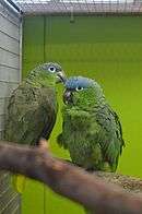 A green parrot with a blue forehead and white eye-spots