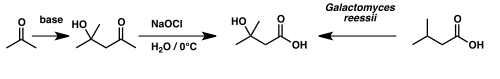 HMB synthesis diagram