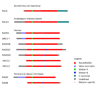 Graphic showing proteins from each domain of life. Each protein is shown horizontally, with homologous domains on each protein indicated by color.