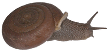 Photo of a right side view of a live Halongella schlumbergeri on a white background.