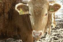 head of a pale-coloured cow