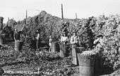 Harvesting hops