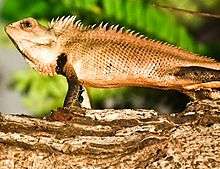 Garden Lizard, Visakhapatnam City Pedda waltair