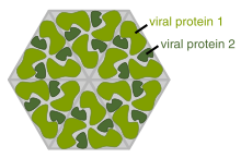 A cartoon showing several identical molecules of protein forming a hexigon