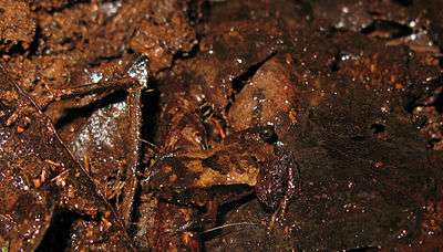 Frog barely recognisable against brown decaying leaf litter.