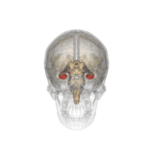 Cerebellum