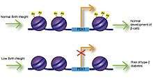 PDX1 is an essential transcription factor for proper development and function of pancreatic beta cells.  Poor maternal nutrition is linked to intrauterine growth restriction (IUGR) and low birth weight, and can result in decreased expression of PDX1 through decreased histone acetylation at the PDX1 proximal promoter.  Reduced expression of PDX1 may result in improper formation of beta cells and increase the risk of type-2 diabetes in the offspring.